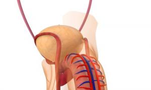 Анатомия мочеполовой системы мужчины и строение пч